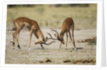 Impala, Nxai Pan National Park, Botswana by Anonymous
