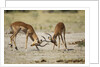 Impala, Nxai Pan National Park, Botswana by Anonymous