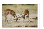 Impala, Nxai Pan National Park, Botswana by Anonymous