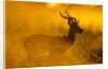 Impala, Moremi Game Reserve, Botswana by Anonymous