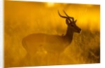 Impala, Moremi Game Reserve, Botswana by Anonymous