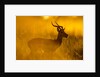 Impala, Moremi Game Reserve, Botswana by Anonymous