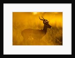 Impala, Moremi Game Reserve, Botswana by Anonymous
