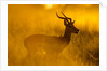 Impala, Moremi Game Reserve, Botswana by Anonymous