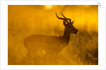 Impala, Moremi Game Reserve, Botswana by Anonymous