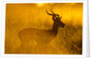 Impala, Moremi Game Reserve, Botswana by Anonymous