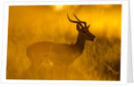 Impala, Moremi Game Reserve, Botswana by Anonymous