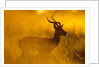 Impala, Moremi Game Reserve, Botswana by Anonymous