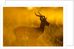 Impala, Moremi Game Reserve, Botswana by Anonymous