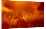 Impala, Moremi Game Reserve, Botswana by Anonymous
