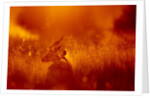 Impala, Moremi Game Reserve, Botswana by Anonymous