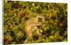 Vervet Monkey, Makgadikgadi Pans National Park, Botswana by Anonymous