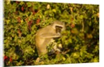 Vervet Monkey, Makgadikgadi Pans National Park, Botswana by Anonymous