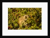Vervet Monkey, Makgadikgadi Pans National Park, Botswana by Anonymous
