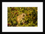 Vervet Monkey, Makgadikgadi Pans National Park, Botswana by Anonymous