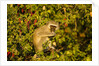 Vervet Monkey, Makgadikgadi Pans National Park, Botswana by Anonymous