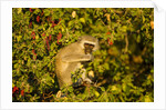 Vervet Monkey, Makgadikgadi Pans National Park, Botswana by Anonymous