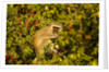 Vervet Monkey, Makgadikgadi Pans National Park, Botswana by Anonymous