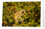 Vervet Monkey, Makgadikgadi Pans National Park, Botswana by Anonymous