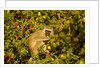 Vervet Monkey, Makgadikgadi Pans National Park, Botswana by Anonymous