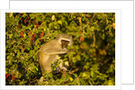 Vervet Monkey, Makgadikgadi Pans National Park, Botswana by Anonymous