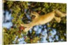 Vervet Monkey, Makgadikgadi Pans National Park, Botswana by Anonymous