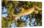Vervet Monkey, Makgadikgadi Pans National Park, Botswana by Anonymous