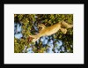 Vervet Monkey, Makgadikgadi Pans National Park, Botswana by Anonymous