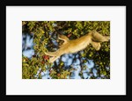 Vervet Monkey, Makgadikgadi Pans National Park, Botswana by Anonymous