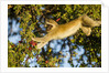 Vervet Monkey, Makgadikgadi Pans National Park, Botswana by Anonymous
