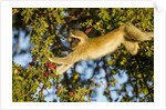 Vervet Monkey, Makgadikgadi Pans National Park, Botswana by Anonymous