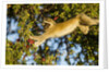 Vervet Monkey, Makgadikgadi Pans National Park, Botswana by Anonymous