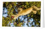 Vervet Monkey, Makgadikgadi Pans National Park, Botswana by Anonymous