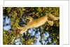 Vervet Monkey, Makgadikgadi Pans National Park, Botswana by Anonymous