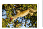 Vervet Monkey, Makgadikgadi Pans National Park, Botswana by Anonymous