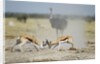 Sparring Impala, Nxai Pan National Park, Botswana by Anonymous