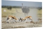 Sparring Impala, Nxai Pan National Park, Botswana by Anonymous