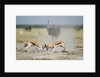 Sparring Impala, Nxai Pan National Park, Botswana by Anonymous