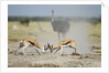 Sparring Impala, Nxai Pan National Park, Botswana by Anonymous