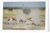Sparring Impala, Nxai Pan National Park, Botswana by Anonymous