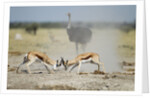 Sparring Impala, Nxai Pan National Park, Botswana by Anonymous