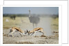 Sparring Impala, Nxai Pan National Park, Botswana by Anonymous