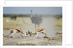 Sparring Impala, Nxai Pan National Park, Botswana by Anonymous