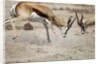 Sparring Impala, Nxai Pan National Park, Botswana by Anonymous