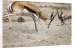 Sparring Impala, Nxai Pan National Park, Botswana by Anonymous