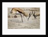 Sparring Impala, Nxai Pan National Park, Botswana by Anonymous