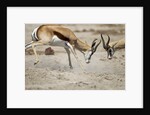 Sparring Impala, Nxai Pan National Park, Botswana by Anonymous