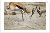 Sparring Impala, Nxai Pan National Park, Botswana by Anonymous