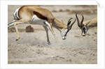 Sparring Impala, Nxai Pan National Park, Botswana by Anonymous