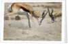 Sparring Impala, Nxai Pan National Park, Botswana by Anonymous